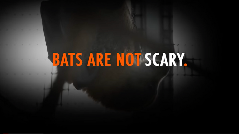 Bats are NOT Scary!